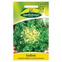 Endive, Escariol verte